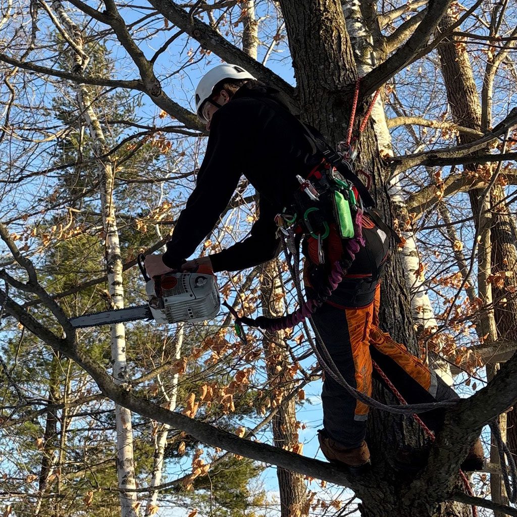 pruning-2
