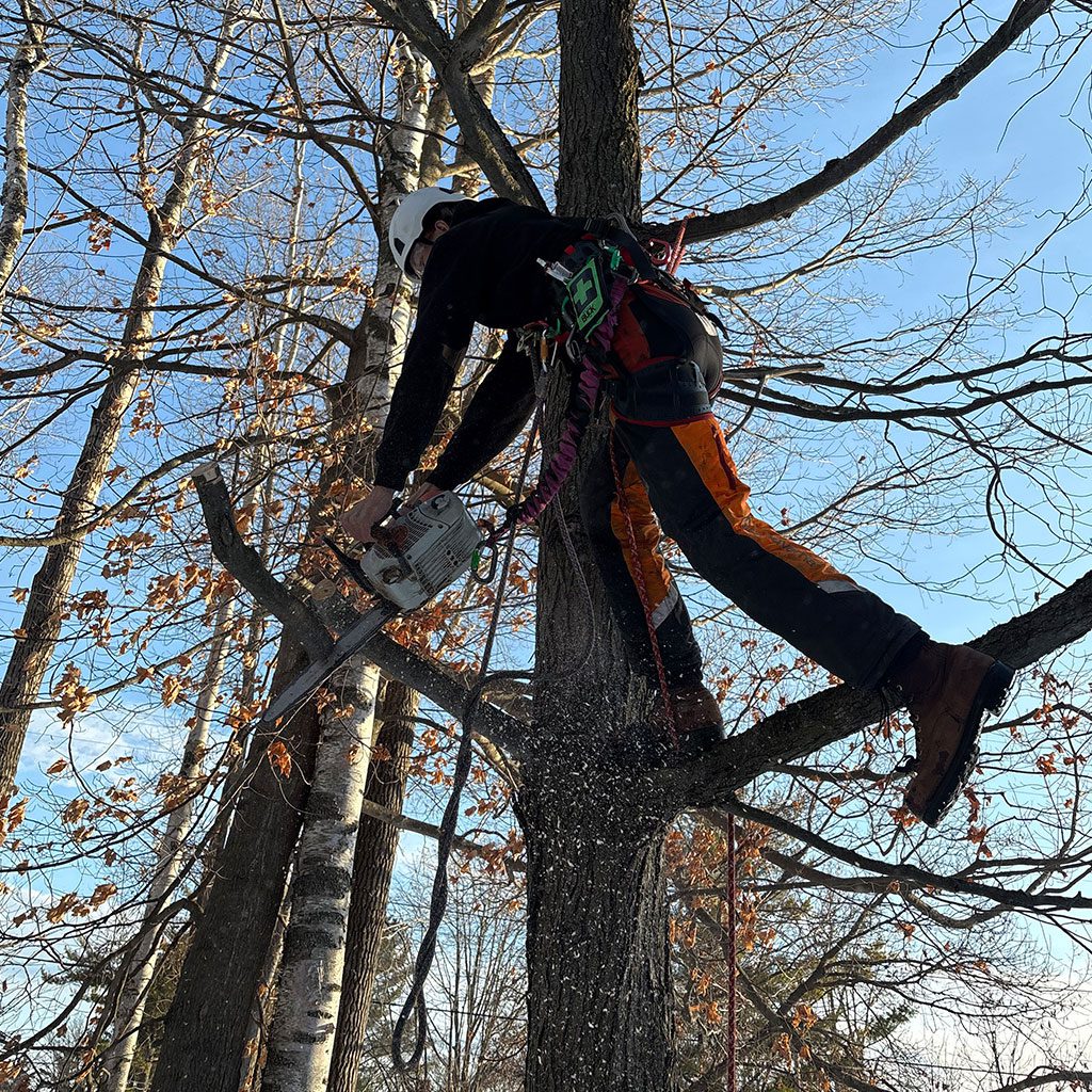pruning-3