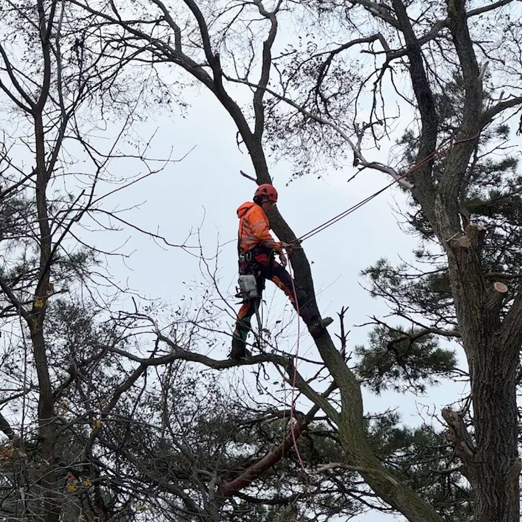tree-removal-1