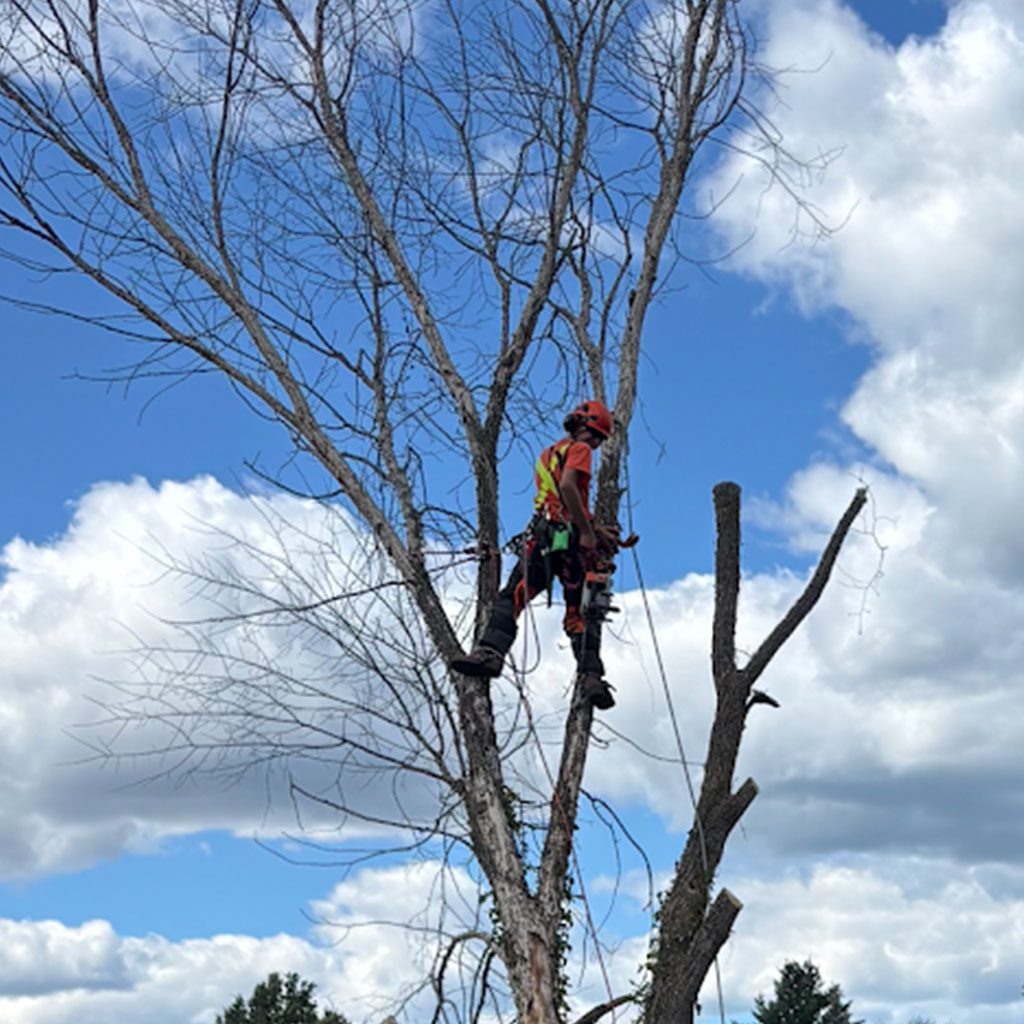 tree-removal-2
