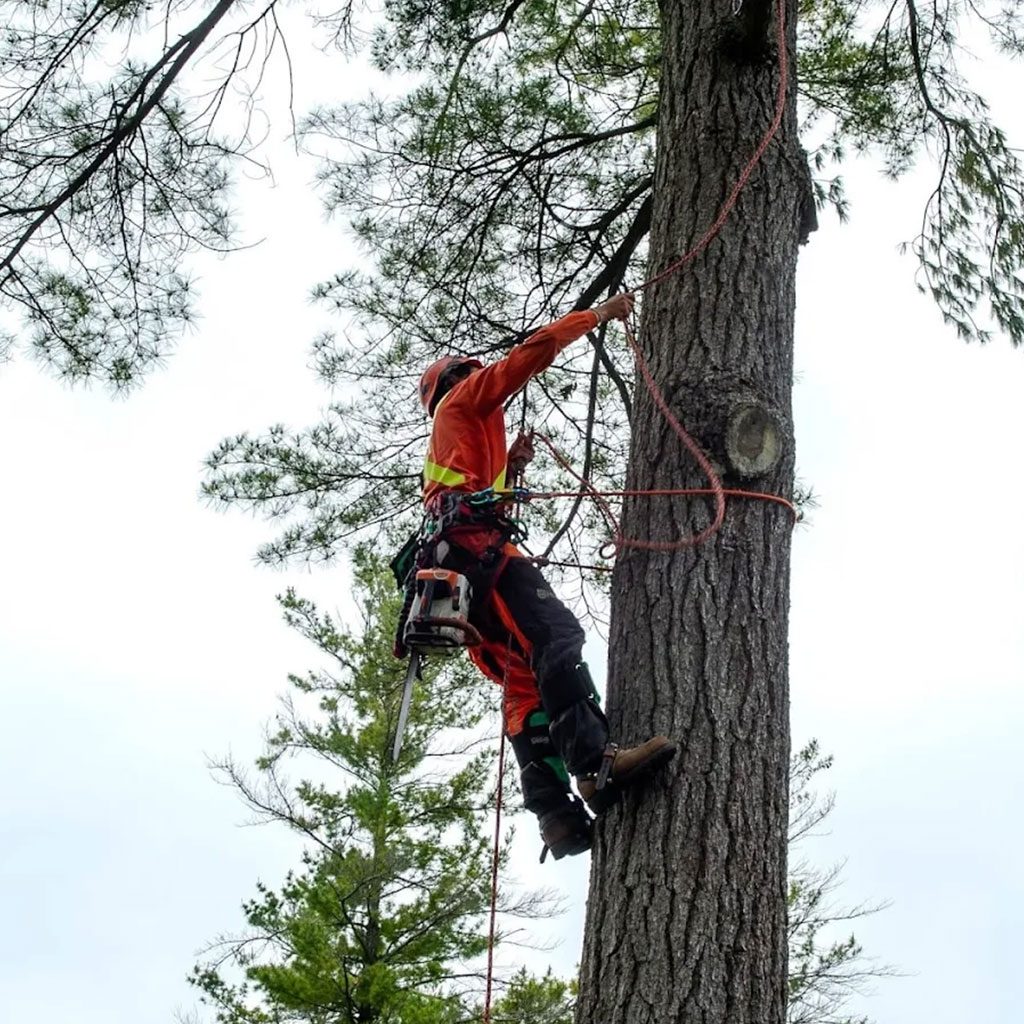 tree-removal-3