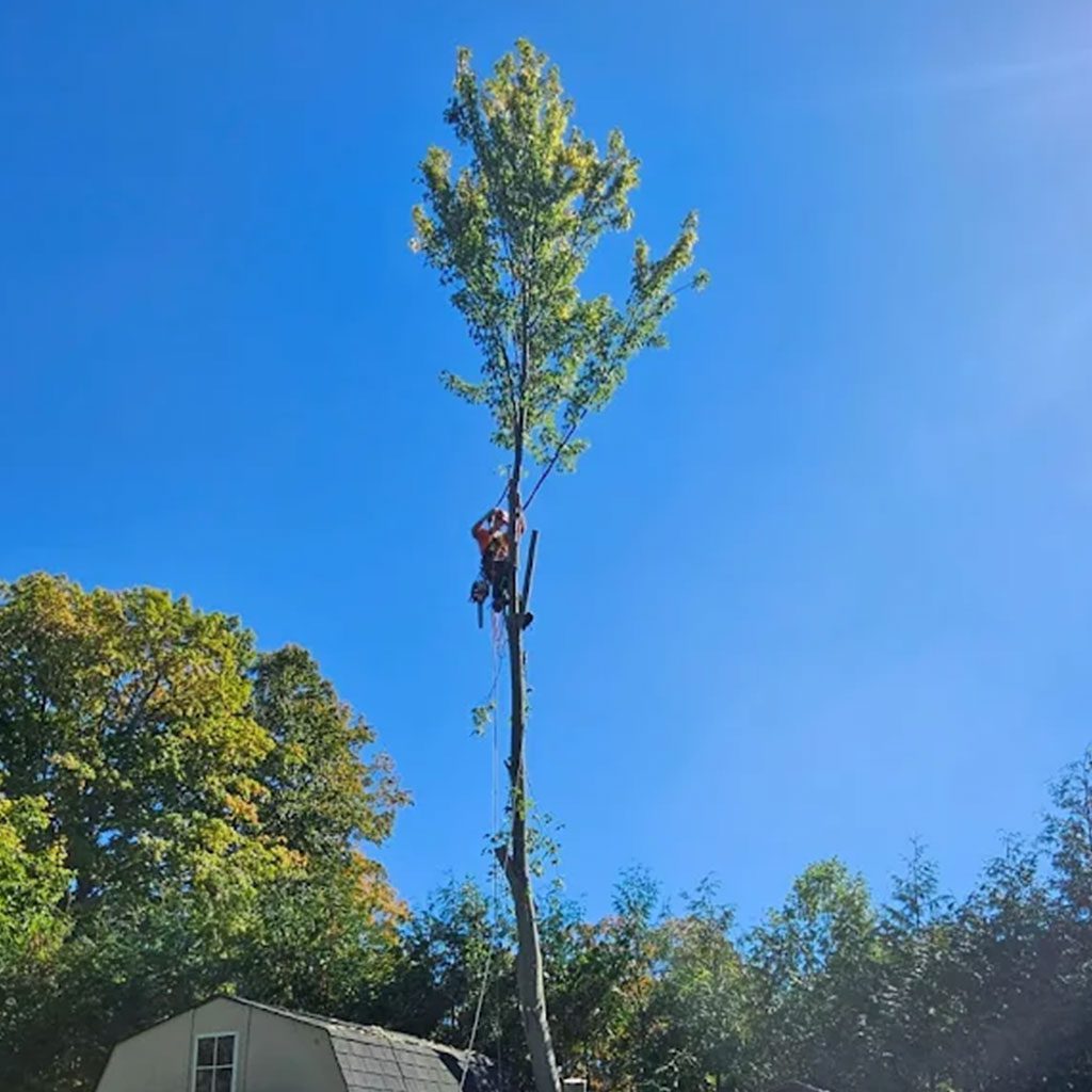tree-removal-4